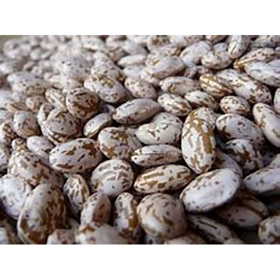 Bean Pinto Great Heirloom Garden Vegetable By Seed Kingdom BULK 600 Seeds