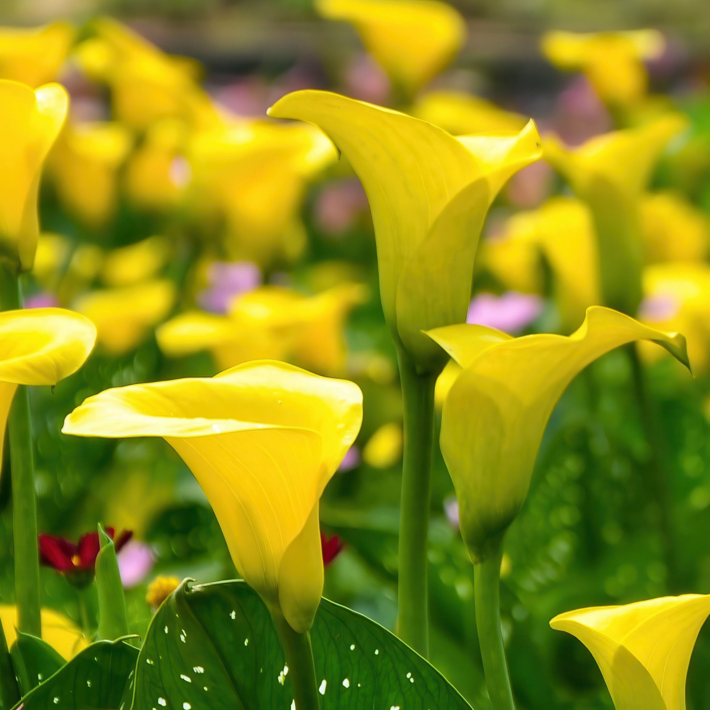 National Plant Network Calla Lily Sun Club Bulbs (3-Pack)