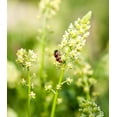 thumbnail image 1 of Earthcare Seeds - Mignonette 250 Seeds (Reseda Odorata) Heirloom - Open Pollinated, 1 of 5