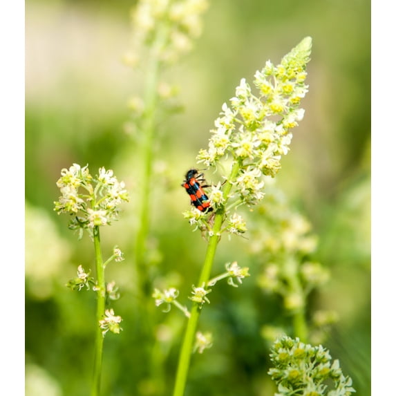 Earthcare Seeds - Mignonette 250 Seeds (Reseda Odorata) Heirloom - Open Pollinated