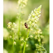 Earthcare Seeds - Mignonette 250 Seeds (Reseda Odorata) Heirloom - Open Pollinated