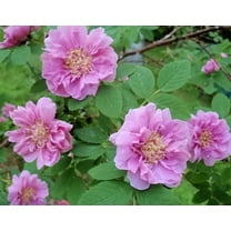 10 * SEEDS * Pink CINNAMON ROSE Bush Amur Rosa Davurica Fragrant Flower Seeds