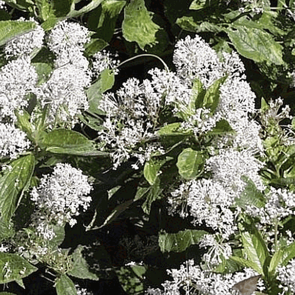 Everwilde Farms 100 New Jersey Tea Native Wildflower Seeds Gold