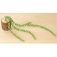 thumbnail image 3 of Plantas Suculentas Colgantes, Arreglo Floral de Bricolaje, 3 of 9