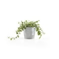 thumbnail image 4 of Ecopots Amsterdam Mini Durable Modern Round Recycled Based Composite Flower Pot Planter, White Grey, 4", 4 of 4