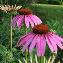 Purple Coneflower (Echinacea Purpurea) Seeds - MVR1 Pack of 7,500  Seeds by Seeds2Go