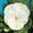 Pure White, variant on Pansy Flower Garden Seeds - Delta Premium F1 Series - Pure Lemon - 500 Seeds - Annual Flower Gardening Seed - Viola x wittrockiana