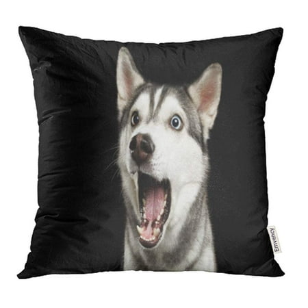 

USART Portrait Amazement Siberian Husky Dog Opened Mouth Surprised on Black Front Pillowcase Cushion Cases 20x20 inch