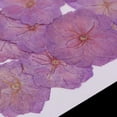 thumbnail image 3 of Paquete de 2-4 Unidades de flores prensadas y secas Moradas Soledad 12 piezas, 3 of 10