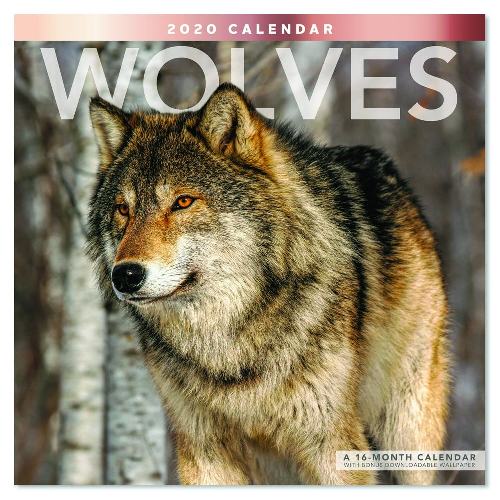 Mead Wolves 12x12 Monthly Wall Calendar Wall Calendars
