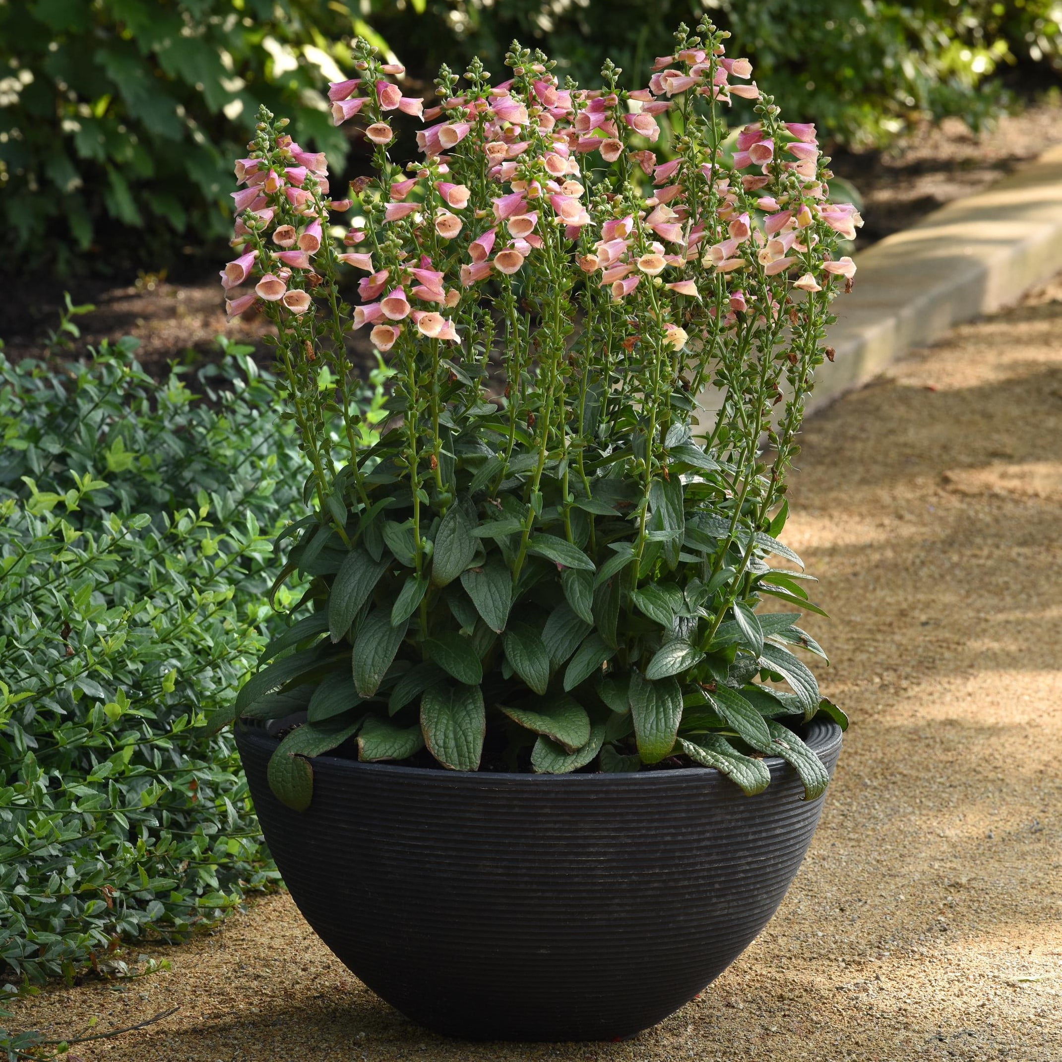 Expert Gardener 2.5 Quart Multicolor Digitalis Foxglove Perennial Outdoor Live Plants Partial Sun