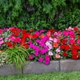 thumbnail image 3 of Expert Gardener 2.5QT Multicolor Impatiens Live Plants with Grower Pot, 3 of 3