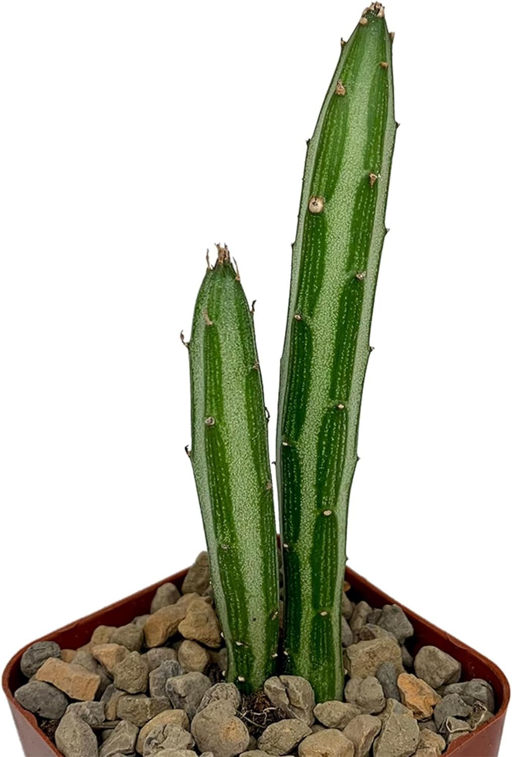 Pickle Plant Senecio - 3 Live Plants in 4 Inch Pots - Senecio Stapeliiformis - Beautiful Indoor Outdoor Cacti Succulent Houseplant