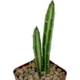 thumbnail image 5 of Pickle Plant Senecio - 3 Live Plants in 4 Inch Pots - Senecio Stapeliiformis - Beautiful Indoor Outdoor Cacti Succulent Houseplant, 5 of 6