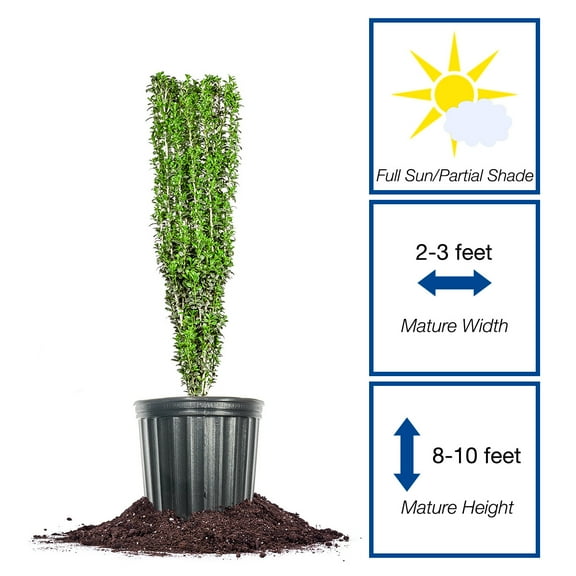 Perfect Plants Sky Pencil Holly 7 Gallon