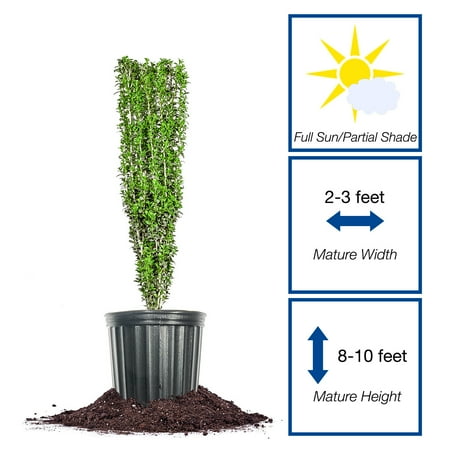 Perfect Plants Sky Pencil Holly 7 Gallon