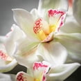 thumbnail image 2 of Sullivans Artificial White Orchid Stem 36"H White, 2 of 4