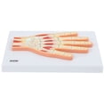 thumbnail image 2 of Axis Scientific Hand and Wrist Joint Cross Section Anatomy Model, Anatomical Replica of the Hand and Wrist, Includes Product Manual, Students Medical Professionals Professors Display, 2 of 5
