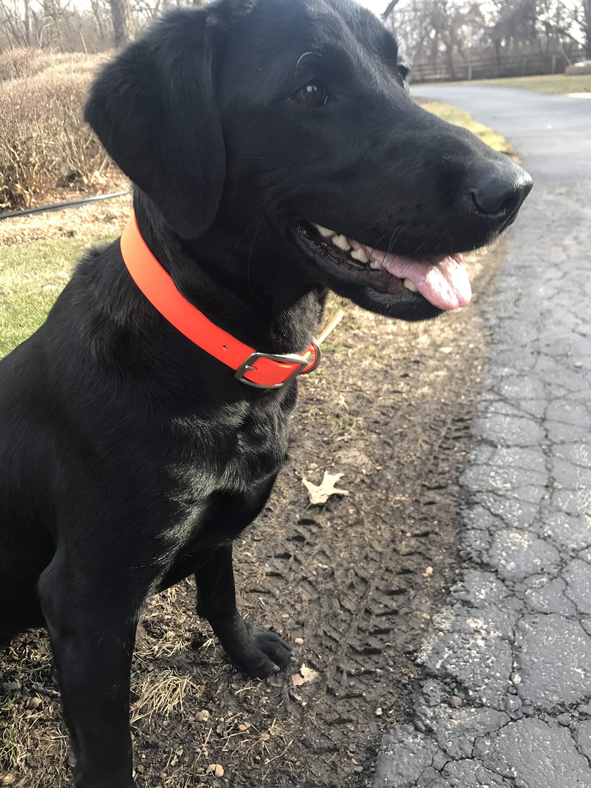 Regal Dog Products Waterproof Collar with Double Buckle and D Ring