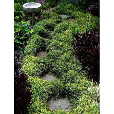 Classy Groundcovers, Ophiopogon japonicus Japonica (flat of 18 Pots, 3 1/4 inch square)
