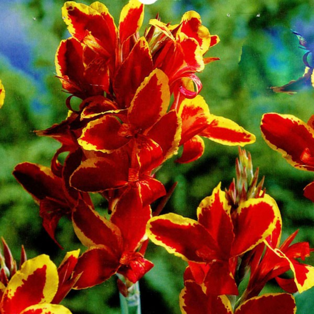 Dwarf Lucifer Canna Rhizome - 2/3 eyes - Red & Golden Flowers - Walmart