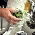 thumbnail image 2 of Safari Dog Rubber Curry Brush, 2 of 5