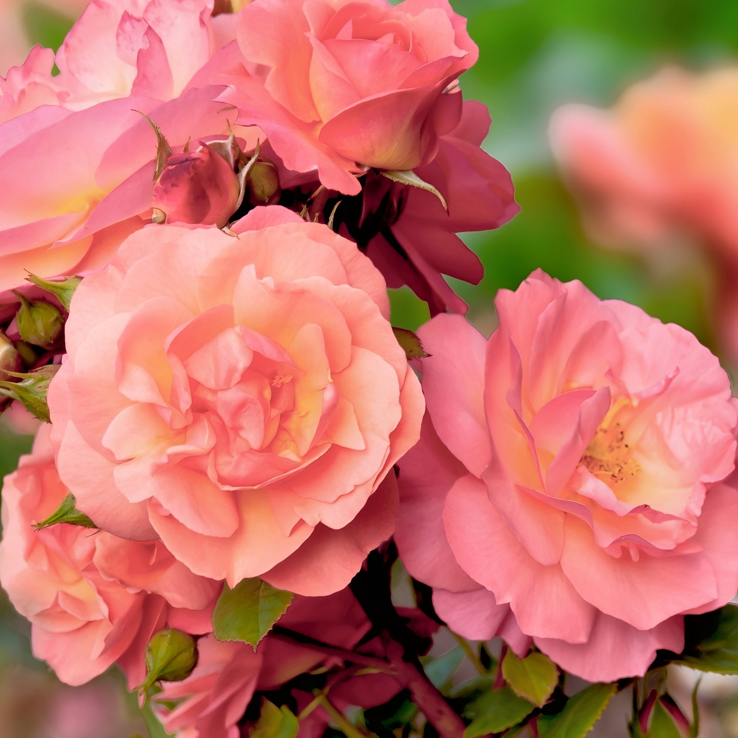 National Plant Network Bare Root Rose Cherish with Apricot Flowers
