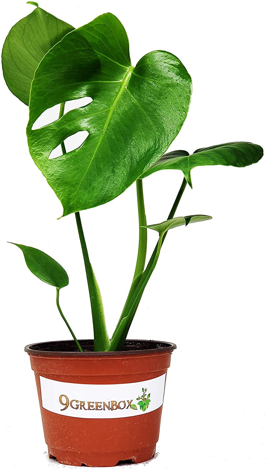 grow light monstera