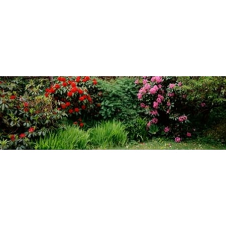 - Rhododendrons plants in a garden Shore Acres State Park Coos Bay Oregon USA Poster Print