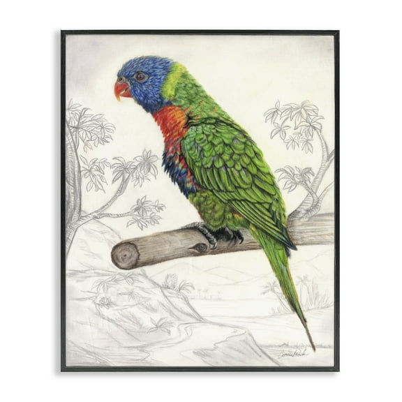 Stupell Industries Lorikeet Sketched Nature Animals & Insects Painting Black Framed Art Print Wall Art, 11 x 14