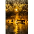 thumbnail image 2 of Jaynes Gallery 17x24 Black Ornate Wood Framed with Double Matting Museum Art Print Titled - USA-New Mexico-Bernardo Wildlife Management Area-Sandhill cranes in water on foggy sunrise, 2 of 4