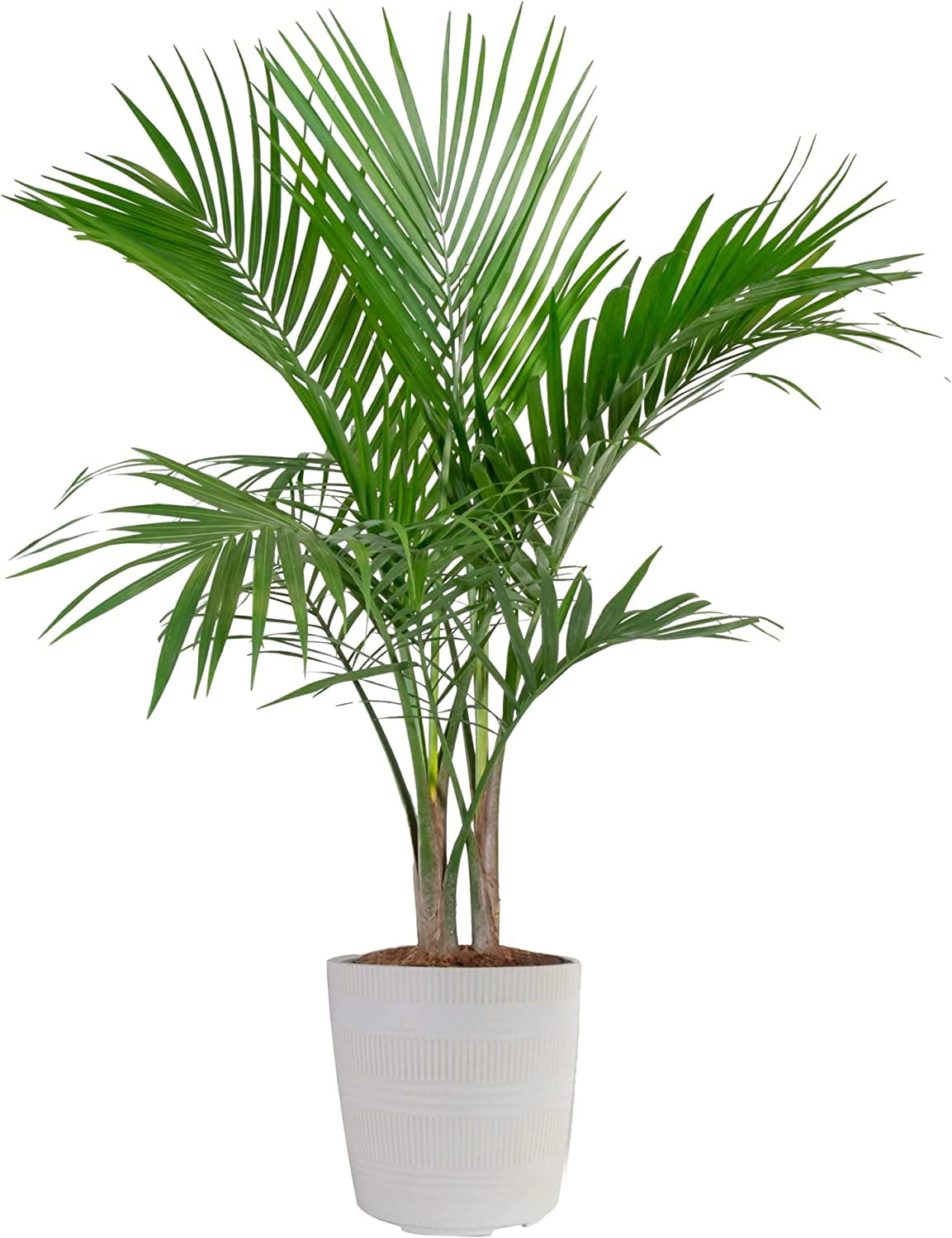 Majesty Palm, Indoor Palm Tree in White Decor Planter 36Inches Tall