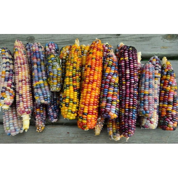 FUN AND GROW SEEDS: Seeds Flint MVR1 Corn Mix Non GMO Heirloom