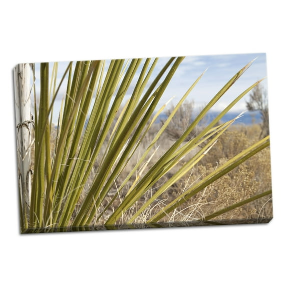 Gango Home Decor Century Plant II by Dana Styber (Ready to Hang); One 36x24in Hand-Stretched Canvas