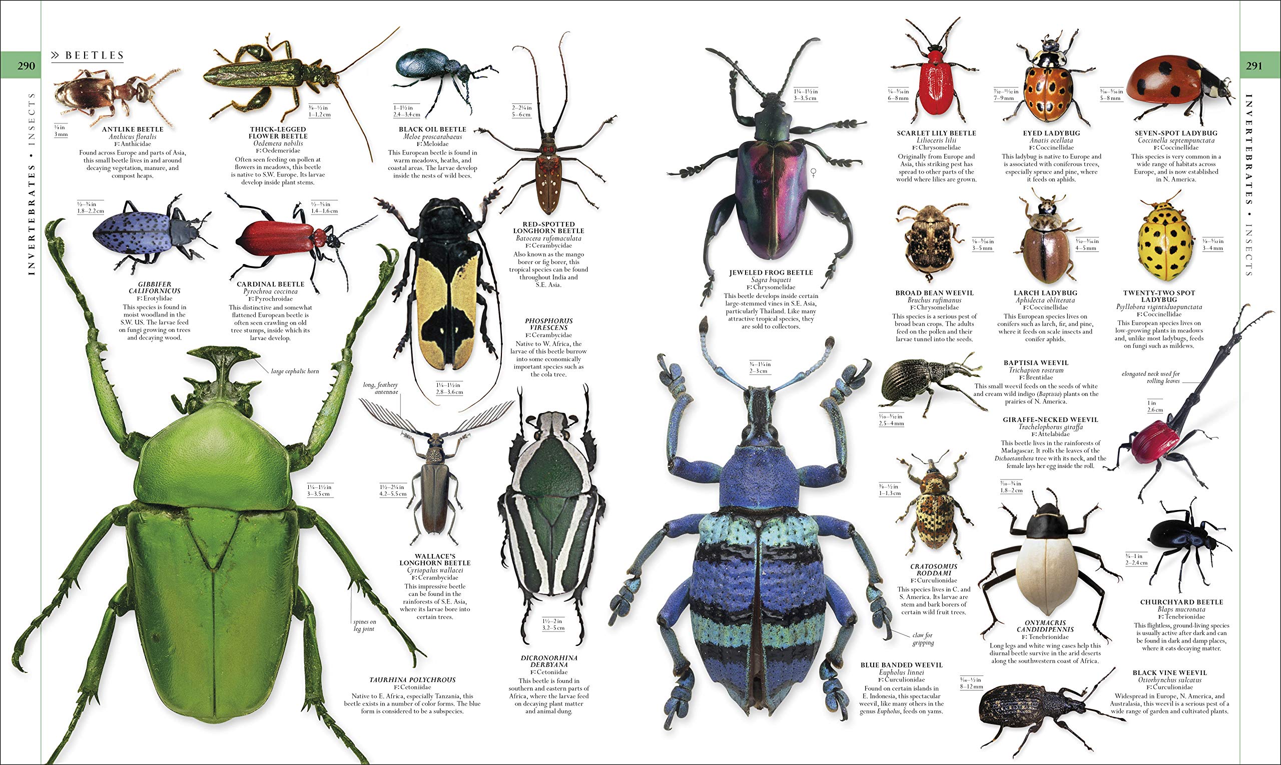 DK The Natural History Book 音声英語絵本