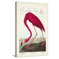 Art.com Pl 431 American Flamingo Stretched Canvas Print Wall Art by John James Audubon, 24" x 36"