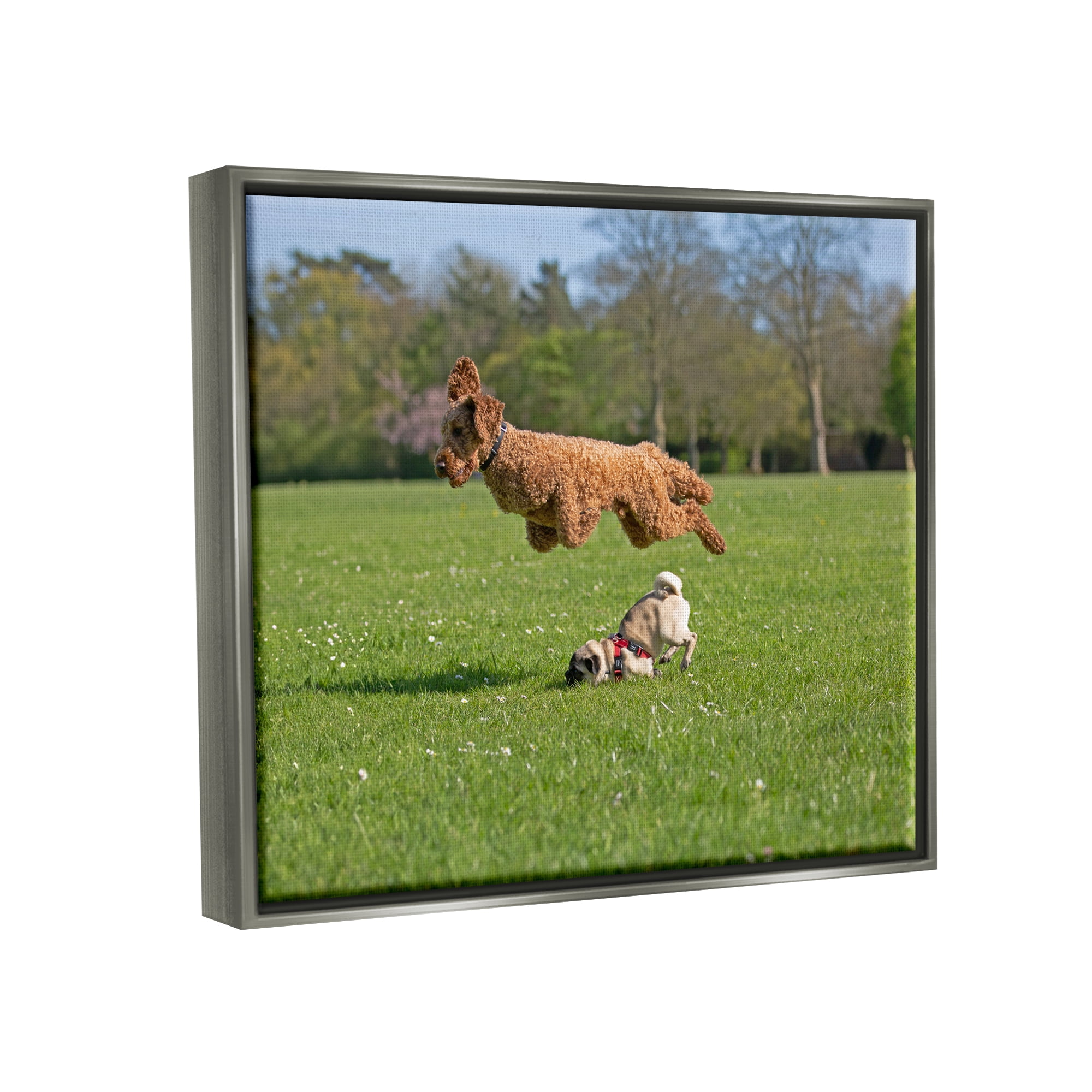 Stupell Industries Jumping Dogs in Field Animals & Insects Photography Gray Floater Framed Canvas Art Print Wall Art, 21 x 17