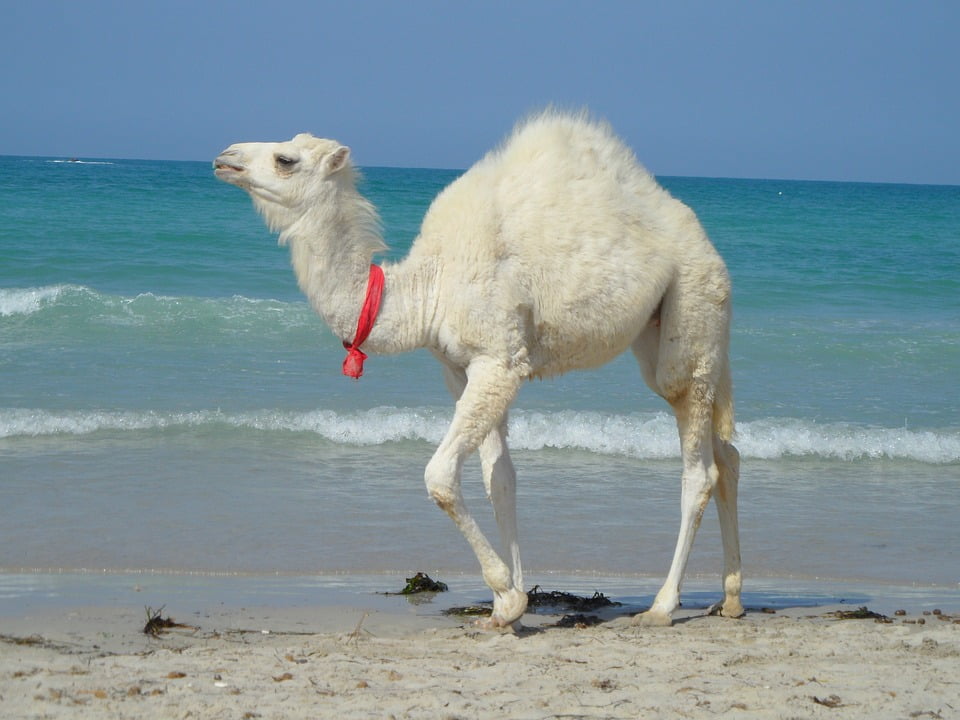 Animal Tunisia Camel Beach-24 Inch By 36 Inch Laminated Poster With