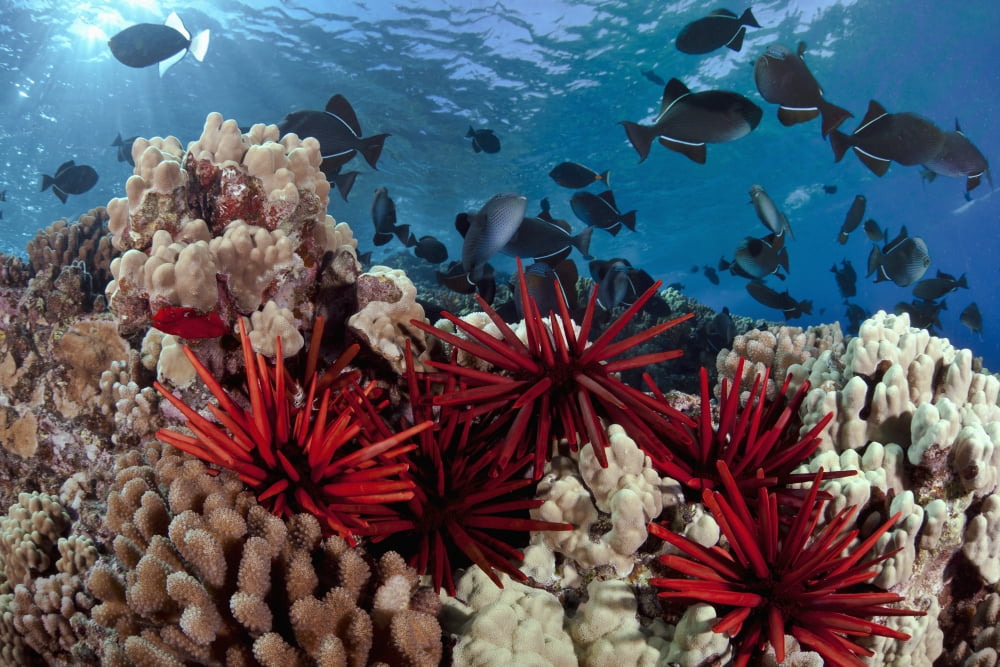 Hawaii Slate pencil sea urchins (Heterocentrotus mammillatus) color the foreground of this Hawaiian reef scene with black triggerfish (Melichthys niger) and hard coral Canvas Art - Dave Fleetham Desi