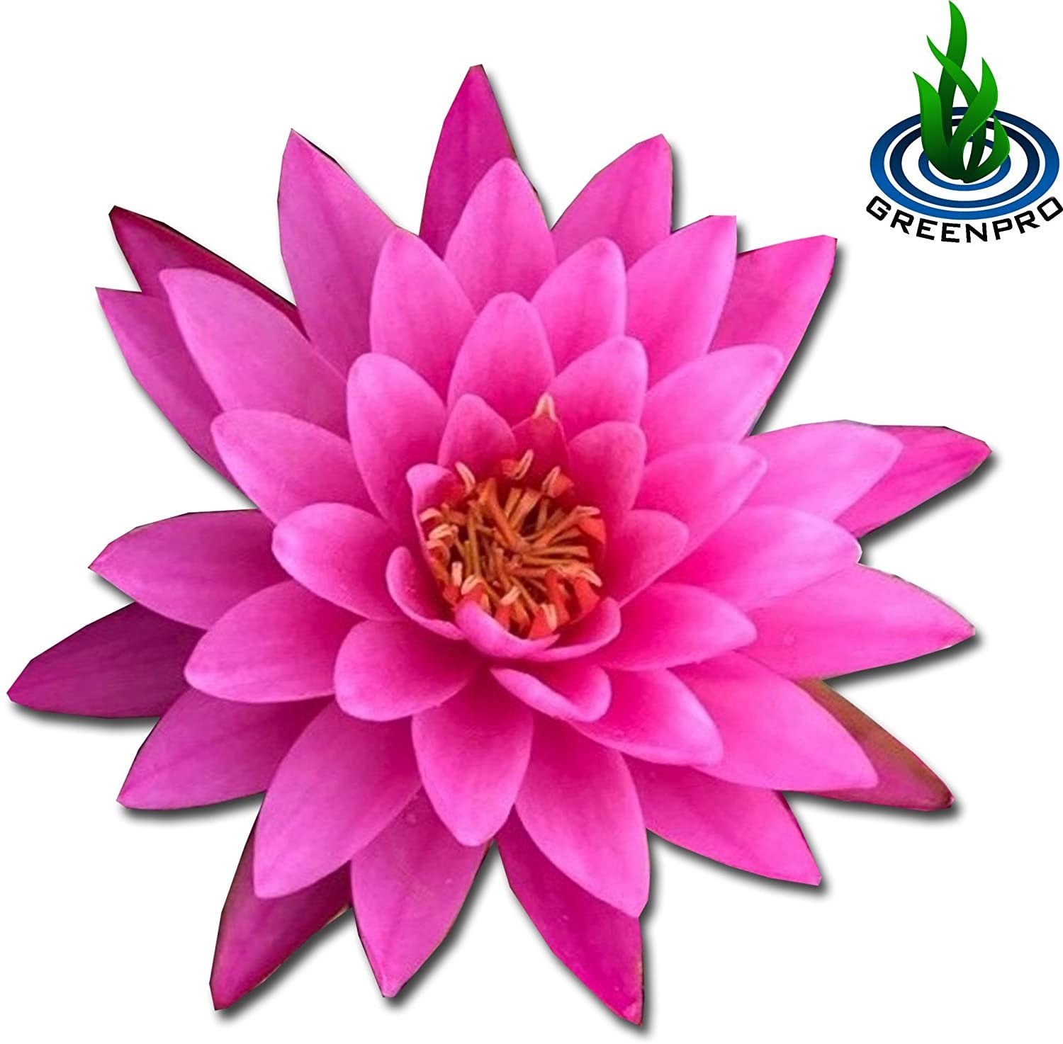 Hardy Water Lily Tuber Live Water Plants for Pond Balcony Porch Decorations by Greenpro Nymphaea Joey Tomocik Hardy Water Lily Tuber Live Water Plants for Pond Balcony Porch Decorations by Greenpro Nymphaea Joey Tomocik