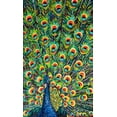 thumbnail image 2 of Vitaletti, Carolee 12x18 Gold Ornate Wood Framed with Double Matting Museum Art Print Titled - Lavish Peacock I, 2 of 4