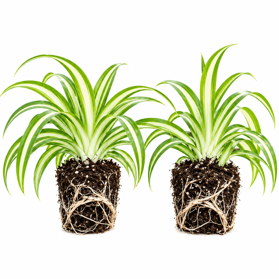 NYGardenia Variegated Spider Plant Starter Plugs, Set of 2 Live Rooted Plants for Potting