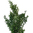thumbnail image 2 of 30" Emerald Preserved Ruscus 5.25 oz., 2 of 2