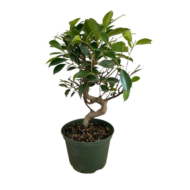 Pixies Gardens Bonsai Banyan Fig (Ficus Retusa) Starter Bonsai is 68
