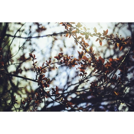 Cherry Tree Leaves - Canvas Print Leaf Prunus Cerasifera Leaves Cherry Plum Tree Stretched Canvas 10 x 14