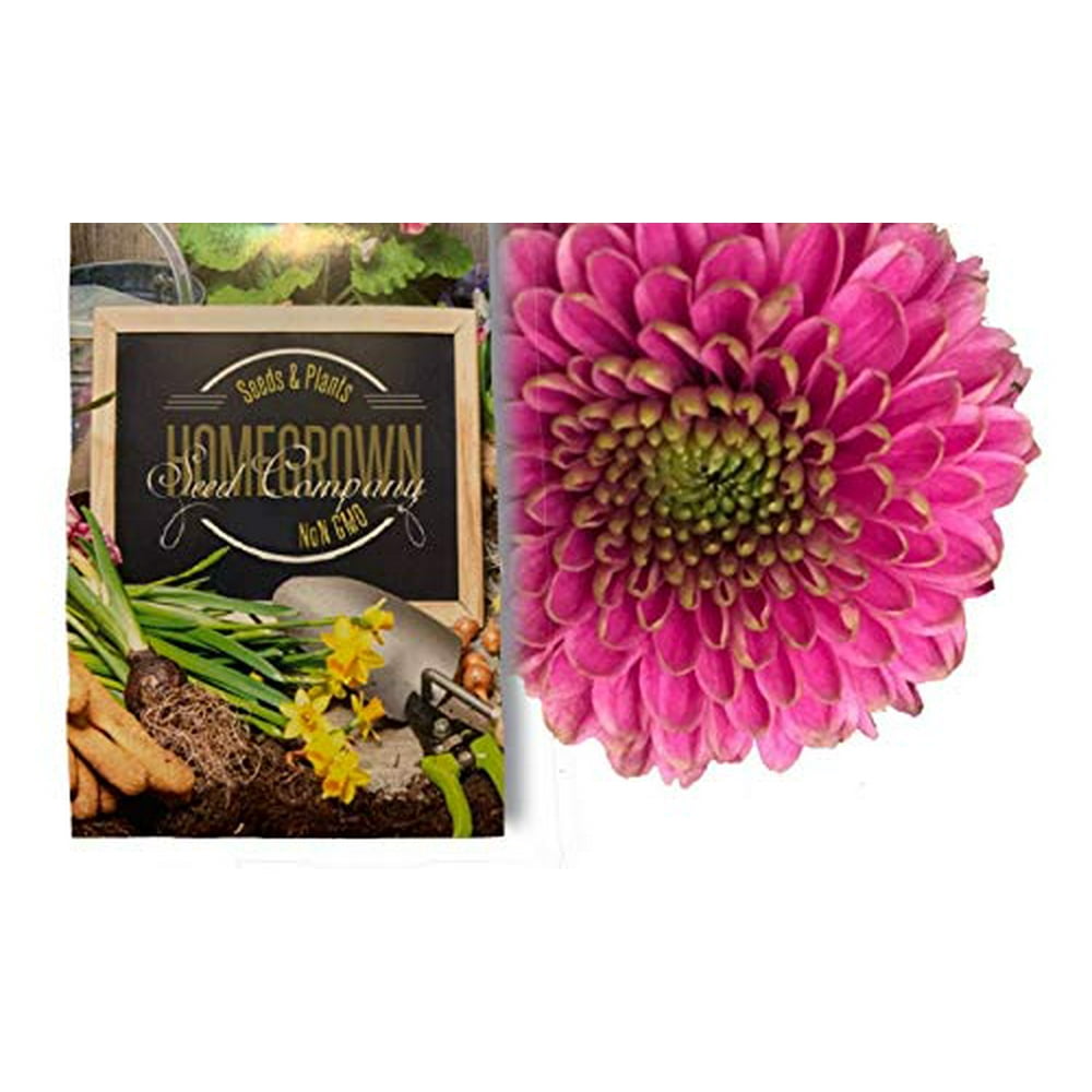 Homegrown Packet Chrysanthemum Seeds, 135 Seeds, Royal Mum Walmart