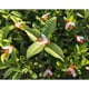 thumbnail image 4 of Cadena de luces solares 20LED al aire libre impermeable simulación miel abejas decoración para jardín decoraciones de Navidad blanco cálido Vhermosa WRLF-614, 4 of 4