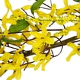 thumbnail image 5 of Northlight Forsythia and Berry Floral Spring Garland - 5' - Yellow, 5 of 6