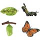 thumbnail image 1 of Juguete modelo animal de simulación, modelo de ciclo de vida de crecimiento de mariposa natural, accesorios de enseñanza de biología para estudiantes para niños en el aula, juguete educativo, 1 of 5