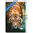 thumbnail image 2 of Tigre - Eau, 2 of 4